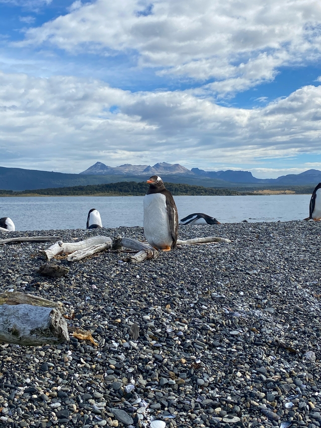 penguins