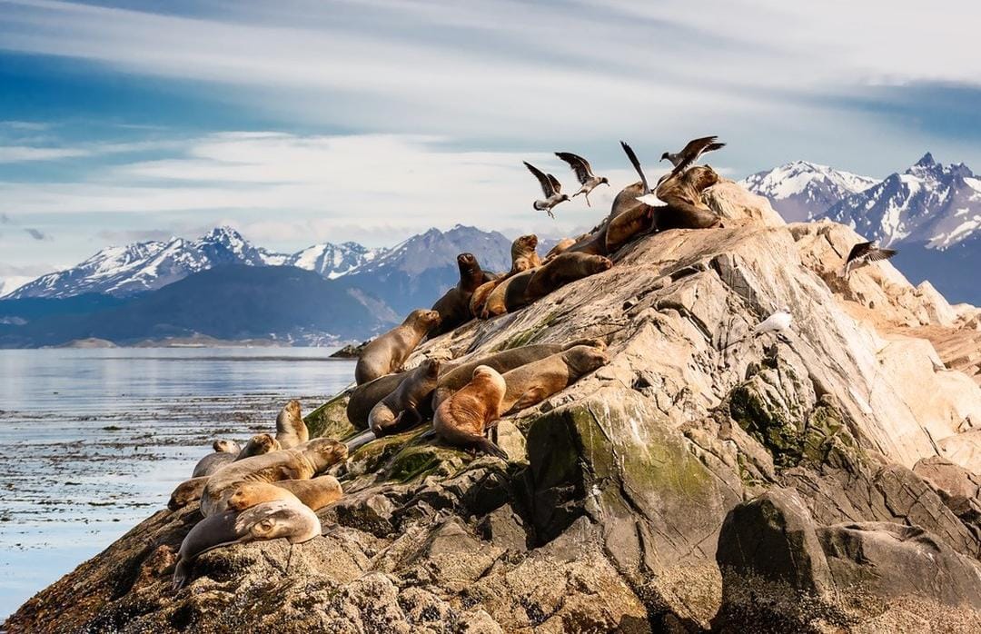 NAVEGACION POR CANAL DE BEAGLE- PINGUINERA-LOBOS MARINOS-FARO LES ÉCLAIREURS. - image 1