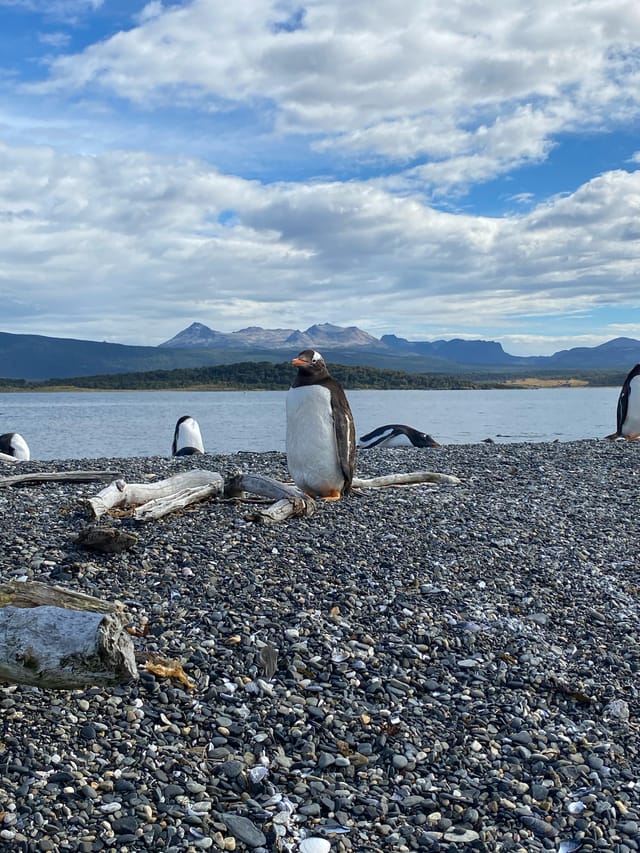 penguins